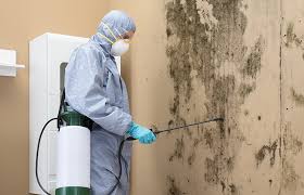 Why You Should Choose Our Mold Remediation Services in East Islip, NY